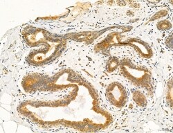 Invitrogen PBXIP1 Polyclonal Antibody 100 &mu;L; Unconjugated:Antibodies,