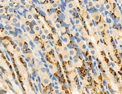 Invitrogen PBXIP1 Polyclonal Antibody 100 &mu;L; Unconjugated:Antibodies,