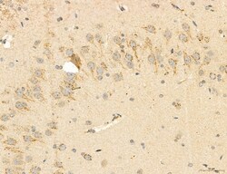 Invitrogen PBXIP1 Polyclonal Antibody 100 &mu;L; Unconjugated:Antibodies,
