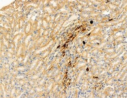 Invitrogen PBXIP1 Polyclonal Antibody 100 &mu;L; Unconjugated:Antibodies,