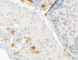 Invitrogen PBXIP1 Polyclonal Antibody 100 &mu;L; Unconjugated:Antibodies,