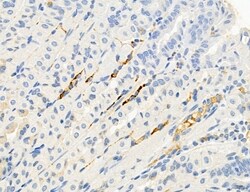 Invitrogen PBXIP1 Polyclonal Antibody 100 &mu;L; Unconjugated:Antibodies,