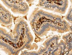 Invitrogen PBXIP1 Polyclonal Antibody 100 &mu;L; Unconjugated:Antibodies,