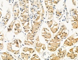 Invitrogen PBXIP1 Polyclonal Antibody 100 &mu;L; Unconjugated:Antibodies,