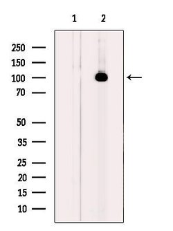 Invitrogen PBXIP1 Polyclonal Antibody 100 &mu;L; Unconjugated:Antibodies,
