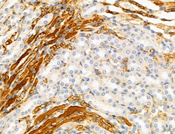 Invitrogen PPAT Polyclonal Antibody 100 μL; Unconjugated:Antibodies,