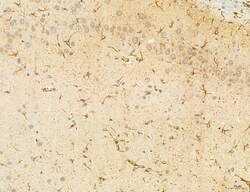 Invitrogen SEC61G Polyclonal Antibody 100 μL; Unconjugated:Antibodies,