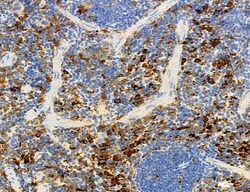 Invitrogen SEC61G Polyclonal Antibody 100 μL; Unconjugated:Antibodies,