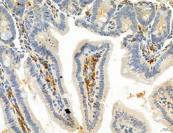 Invitrogen SEC61G Polyclonal Antibody 100 μL; Unconjugated:Antibodies,