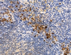 Invitrogen CHMP2A Polyclonal Antibody 100 μL; Unconjugated:Antibodies,