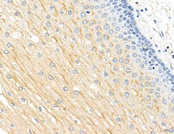 Invitrogen CHMP2A Polyclonal Antibody 100 μL; Unconjugated:Antibodies,