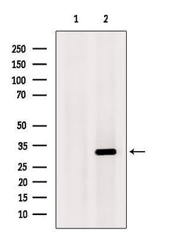 Invitrogen CHMP2A Polyclonal Antibody 100 μL; Unconjugated:Antibodies,