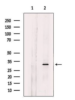 Invitrogen CHMP2A Polyclonal Antibody 100 μL; Unconjugated:Antibodies,