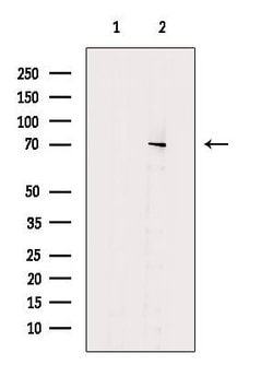 Invitrogen ENOX2 Polyclonal Antibody 100 &mu;L; Unconjugated:Antibodies,