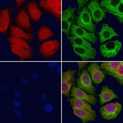 Invitrogen NASP Polyclonal Antibody 100 &mu;L; Unconjugated:Antibodies,