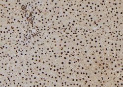 Invitrogen NASP Polyclonal Antibody 100 &mu;L; Unconjugated:Antibodies,