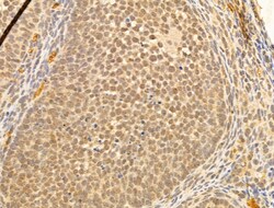 Invitrogen NASP Polyclonal Antibody 100 &mu;L; Unconjugated:Antibodies,