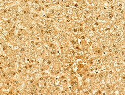 Invitrogen NASP Polyclonal Antibody 100 &mu;L; Unconjugated:Antibodies,