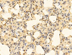 Invitrogen NASP Polyclonal Antibody 100 &mu;L; Unconjugated:Antibodies,