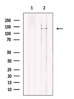 Invitrogen NASP Polyclonal Antibody 100 &mu;L; Unconjugated:Antibodies,