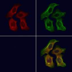 Invitrogen PEX16 Polyclonal Antibody 100 &mu;L; Unconjugated:Antibodies,