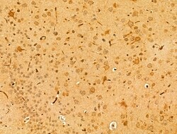 Invitrogen PEX16 Polyclonal Antibody 100 &mu;L; Unconjugated:Antibodies,