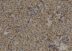 Invitrogen SYNPO2 Polyclonal Antibody 100 μL; Unconjugated:Antibodies,