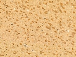 Invitrogen SYNPO2 Polyclonal Antibody 100 μL; Unconjugated:Antibodies,