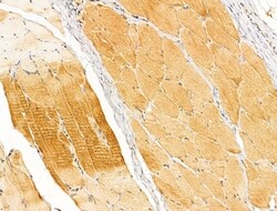 Invitrogen SYNPO2 Polyclonal Antibody 100 μL; Unconjugated:Antibodies,