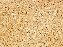 Invitrogen SYNPO2 Polyclonal Antibody 100 μL; Unconjugated:Antibodies,