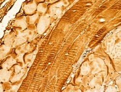 Invitrogen SYNPO2 Polyclonal Antibody 100 μL; Unconjugated:Antibodies,