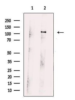 Invitrogen SYNPO2 Polyclonal Antibody 100 μL; Unconjugated:Antibodies,