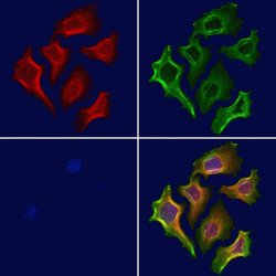 Invitrogen STX11 Polyclonal Antibody 100 μL; Unconjugated:Antibodies,