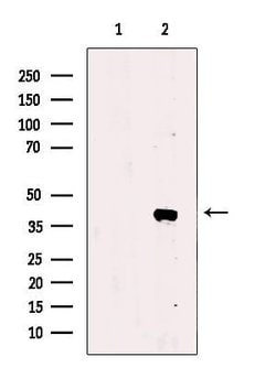 Invitrogen TIA-1 Polyclonal Antibody 100 &mu;L; Unconjugated:Antibodies,