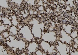 Invitrogen DNAJB14 Polyclonal Antibody 100 &mu;L; Unconjugated:Antibodies,
