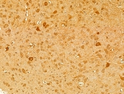 Invitrogen DNAJB14 Polyclonal Antibody 100 &mu;L; Unconjugated:Antibodies,