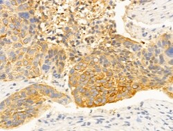 Invitrogen DNAJB14 Polyclonal Antibody 100 &mu;L; Unconjugated:Antibodies,