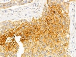 Invitrogen DNAJB14 Polyclonal Antibody 100 &mu;L; Unconjugated:Antibodies,
