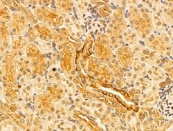 Invitrogen DNAJB14 Polyclonal Antibody 100 &mu;L; Unconjugated:Antibodies,