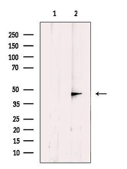 Invitrogen DNAJB14 Polyclonal Antibody 100 &mu;L; Unconjugated:Antibodies,
