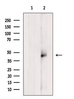 Invitrogen DNAJB14 Polyclonal Antibody 100 &mu;L; Unconjugated:Antibodies,