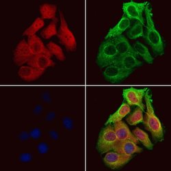Invitrogen OTUD7B Polyclonal Antibody 100 &mu;L; Unconjugated:Antibodies,