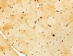 Invitrogen OTUD7B Polyclonal Antibody 100 &mu;L; Unconjugated:Antibodies,