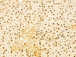 Invitrogen OTUD7B Polyclonal Antibody 100 &mu;L; Unconjugated:Antibodies,