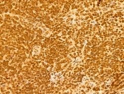Invitrogen OTUD7B Polyclonal Antibody 100 &mu;L; Unconjugated:Antibodies,