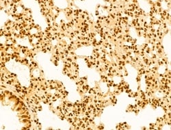 Invitrogen OTUD7B Polyclonal Antibody 100 &mu;L; Unconjugated:Antibodies,