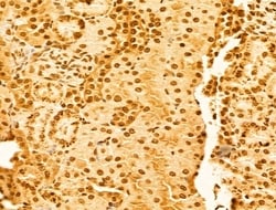 Invitrogen OTUD7B Polyclonal Antibody 100 &mu;L; Unconjugated:Antibodies,