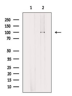 Invitrogen OTUD7B Polyclonal Antibody 100 &mu;L; Unconjugated:Antibodies,
