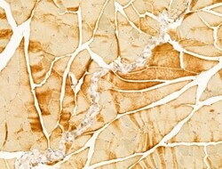 Invitrogen P4HA1 Polyclonal Antibody 100 &mu;L; Unconjugated:Antibodies,