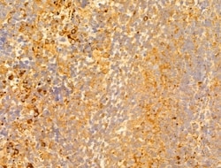 Invitrogen P4HA1 Polyclonal Antibody 100 &mu;L; Unconjugated:Antibodies,